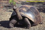 tortuga_gigante_galapago.jpg