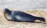 foca-del-caspio.jpg