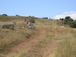 PRUEBA-RUTA-06084.jpg
