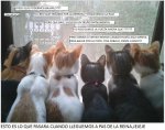 gaticos  PAS DE LA REINA.jpg
