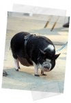 el-cerdo-max[1].jpg