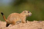AZ_PrairieDog01.jpg
