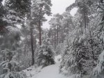 DSC00341-5.jpg