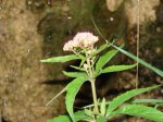 DSC01573.jpg