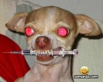 perro-yonki.jpg