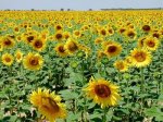 girasol.jpg
