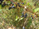 IMG_4173mini.jpg