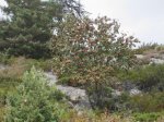 pedriza dani 005_800x600.jpg