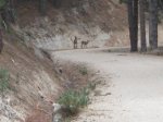 pedriza dani 019_800x600.jpg