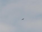 P9060095 (Medium).JPG