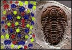trilobites.jpg
