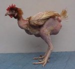 gallina_destruida.jpg