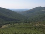 mini-IMG_5250.JPG