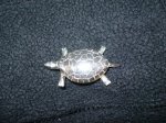 tortuga terrestre.jpg