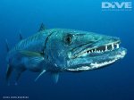 Barracuda2006SRogerson1.jpg