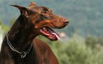 dobermann_01[1].jpg