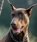 dobermann_02[1].jpg