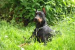 dobermann_04[1].jpg