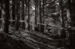 Rider in the forest.jpg