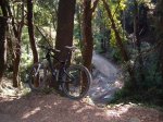 riells-st fe-arbucies 09 008.jpg