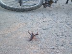 140 km montnegre 09 032.jpg