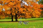 dahon12.jpg