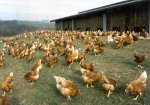 gallinas pasto.jpg