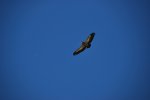 DSC_0031b.jpg