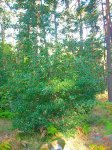 DSCN0278.jpg