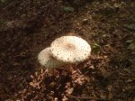 DSC00168.jpg