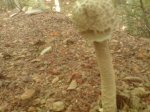 DSC00169.jpg