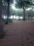 pinar5.jpg