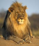 taxonomia-leones.jpg