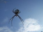 100_1480.jpg