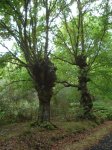 DSC04450.jpg