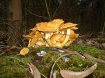 DSC04488.jpg