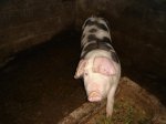 DSC04455.jpg