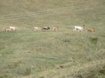 DSC00688.jpg