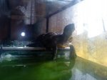 DSC00452jn.JPG