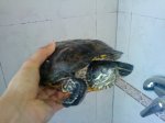 DSC00454hj.JPG