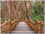 bosque-arrayanes.jpg