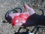IMG00149-20091011-1252.jpg