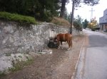 Foto10.JPG