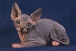 gato-sphynx.jpg