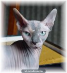 gatu.jpg