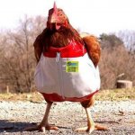 gallina.jpg