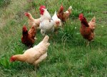 gallinas-merrutxu.jpg
