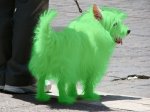 perro-verde.jpg