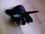 IMAG0005.jpg