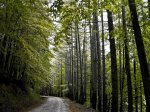 bosque 2 (1 de 1).jpg